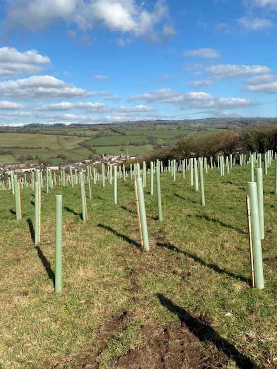 The Wanderlands tree planting in Croscombe