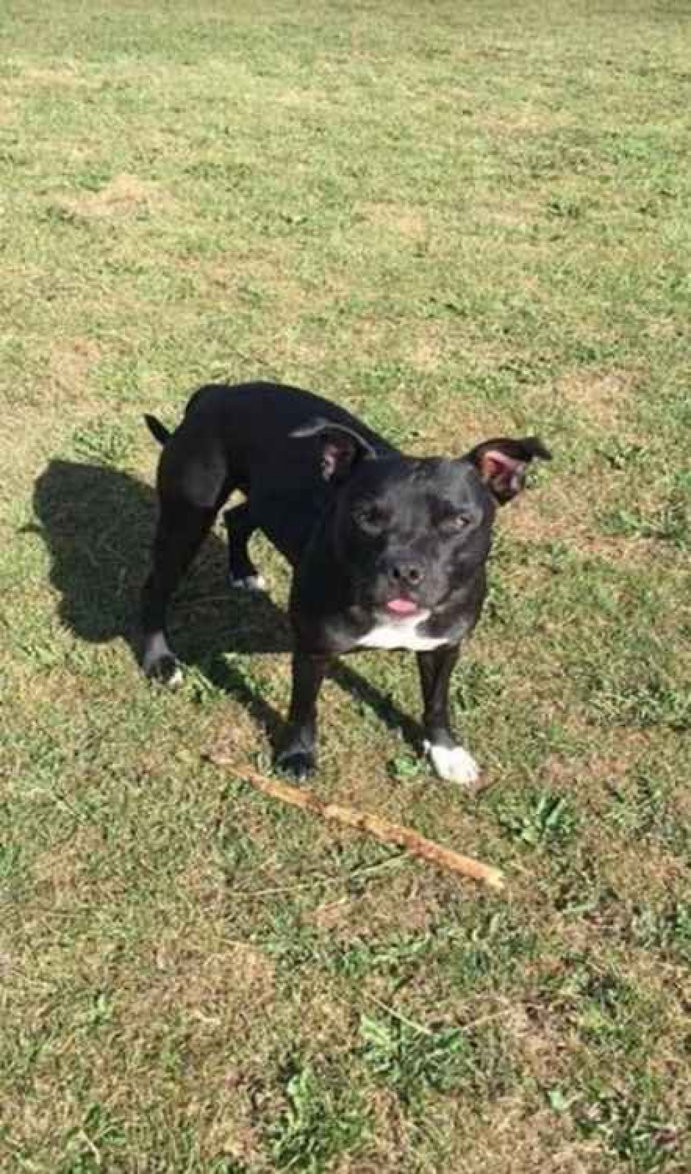 Bruce, the Staffordshire bull terrier who has been stolen