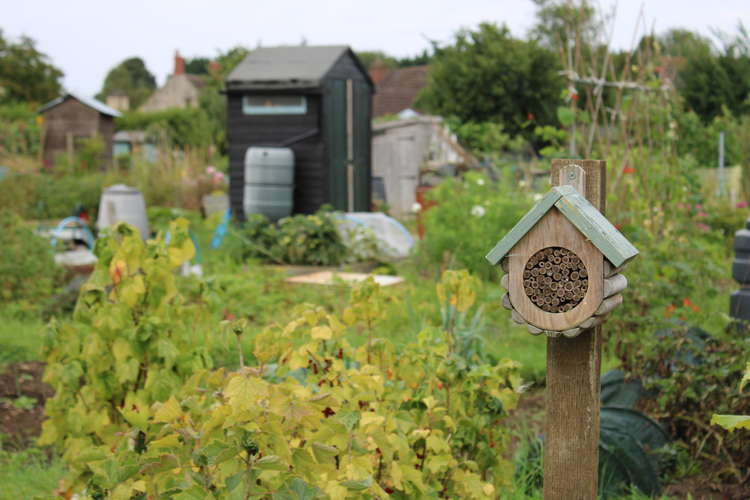 Shepton Mallet Town Council's allotments