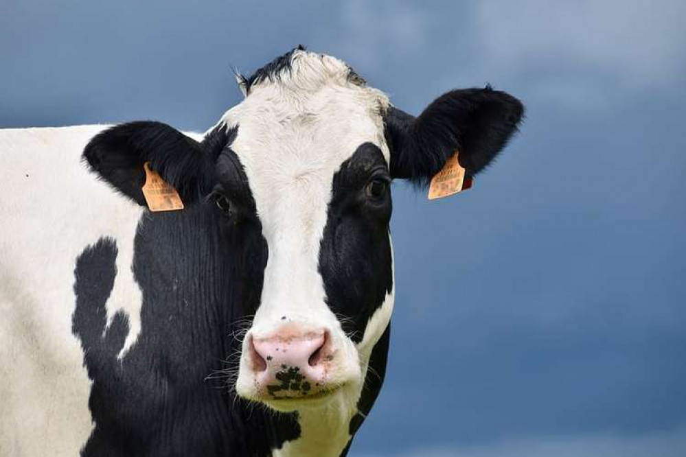A single case of classical BSE has been confirmed in Somerset