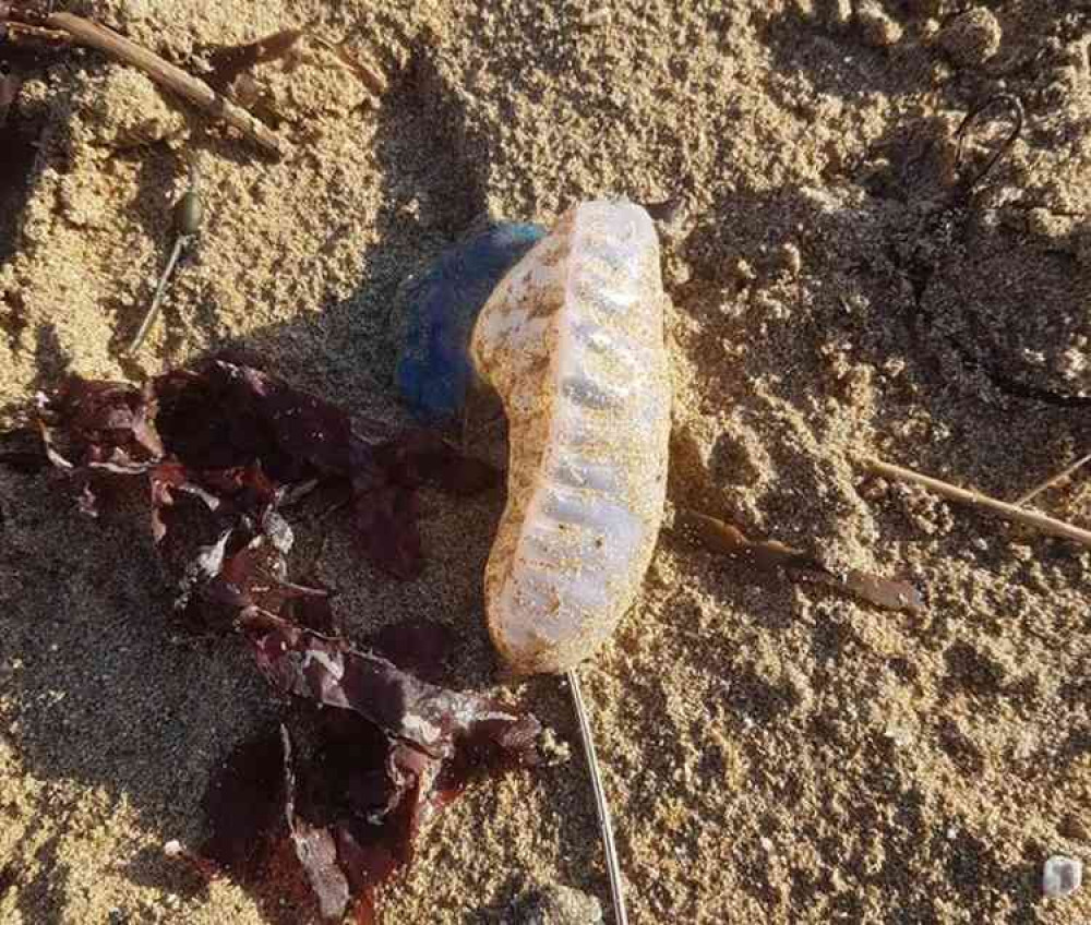 Portuguese man o' war at Maenporth (Kitty Mcgubbins)