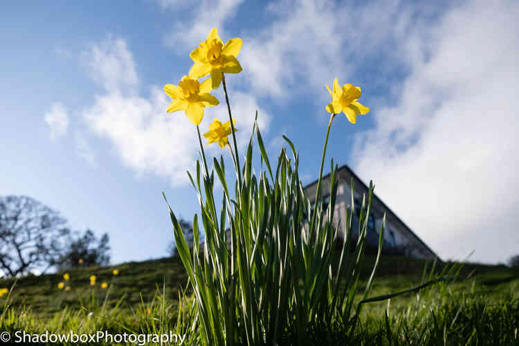 Beautiful bulbs in bloom. Beautiful bulbs in bloom.