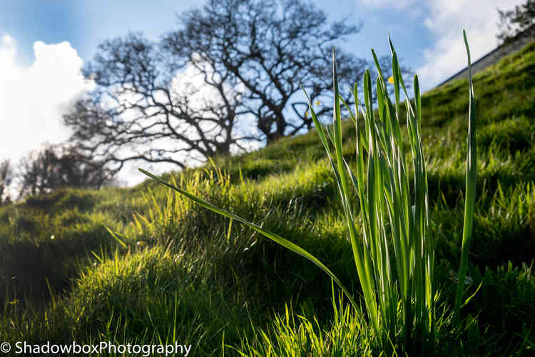Daffodils burst through on Tremough campus. Daffodils burst through on Tremough campus.