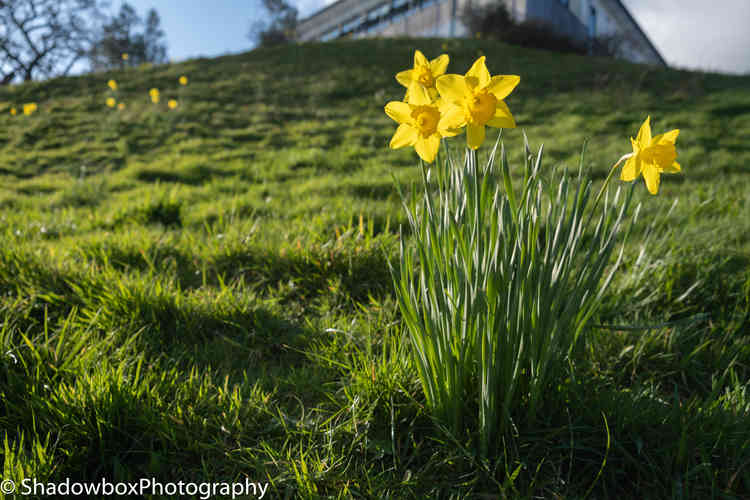 Yellows greens and blues.