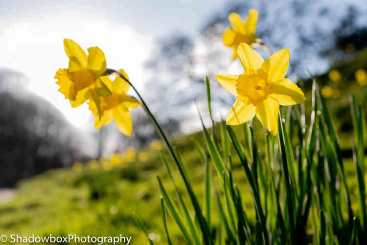 Flowers spurting upwards.