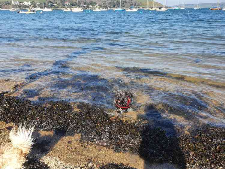 Taken by Chloe-Mai Burrows: "The little beaches down in town are always quiet so perfect for a time like this, especially when you have a nervous dog too."