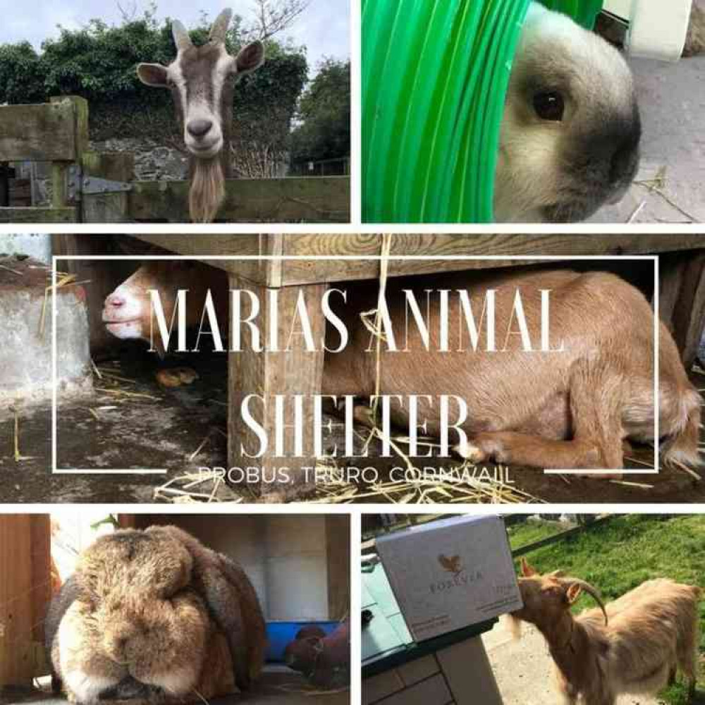 Two guinea pigs killed following dumping in Falmouth woods | Local News | News | Falmouth Nub News Two guinea pigs killed following dumping in Falmouth woods | Local News | News | Falmouth Nub News