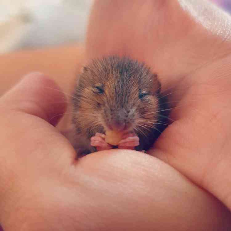 Image: Chloe-Mai's Wildlife Diaries Image: Chloe-Mai's Wildlife Diaries