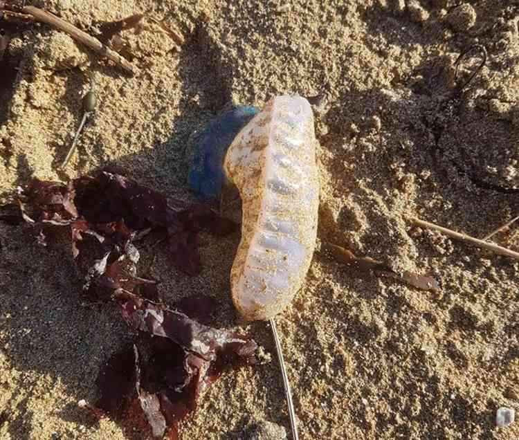 Portuguese Man O' War at Maenporth back in January (Kitty Mcgubbins)