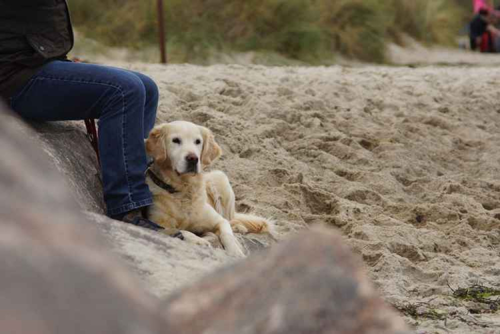 Dog on beach.