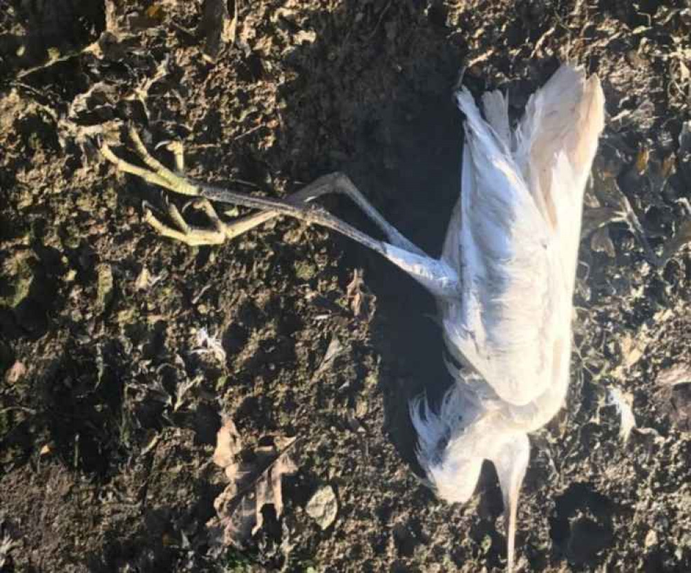 One of the egrets. Credit: Marine Strandings Network.