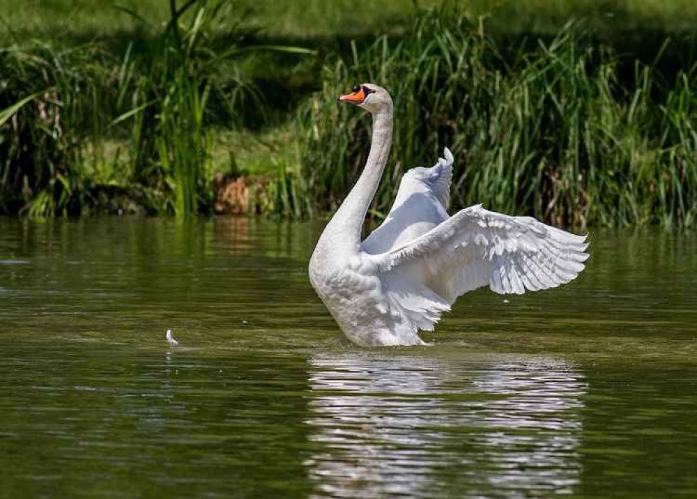 Dead swans have been found in Falmouth.