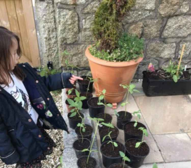 Tending to the sunflowers.