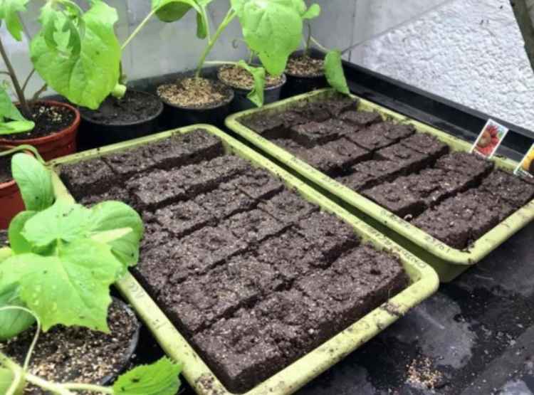 Growing the sunflowers.