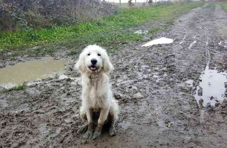 A muddy country dog, is a less worried dog