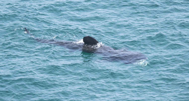 Basking Shark swimming past. Credit: Michael Amos Photography.