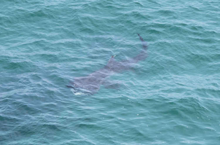 Basking Shark below the waves. Credit: Michael Amos Photography.