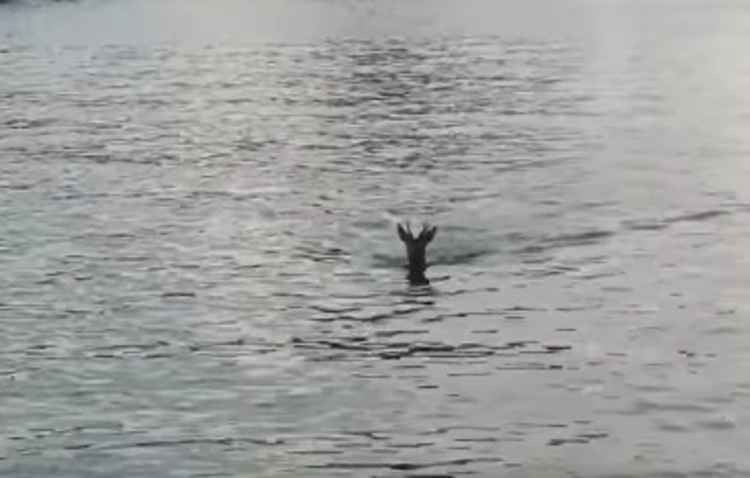 The deer swimming, photo taken by Olivia Abbott.