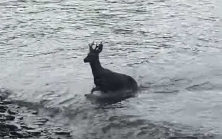 The deer getting out of the water. Taken by Olivia Abbott.