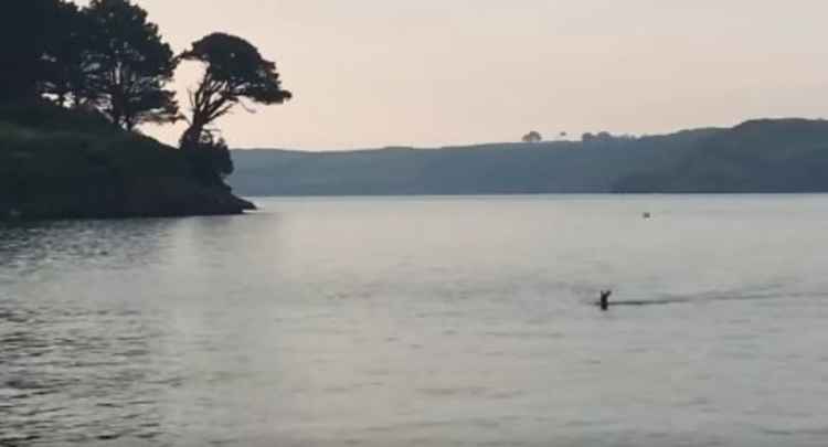 The deer in the water. Taken by Olivia Abbott.