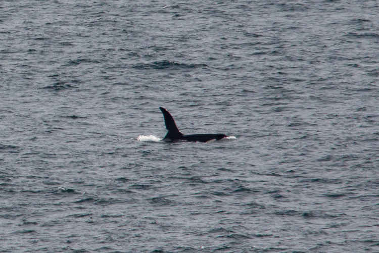 Orca named 'John Coe'. Photographed by Will McEnery.