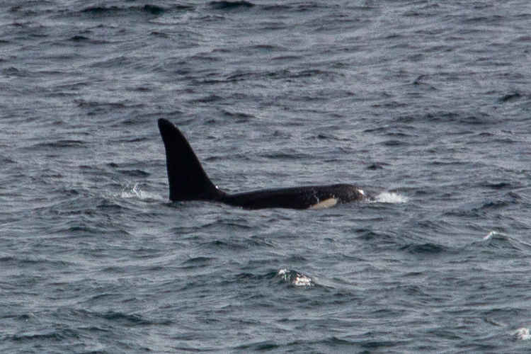 Orca named 'Aquarius'. Photographed by Will McEnery.