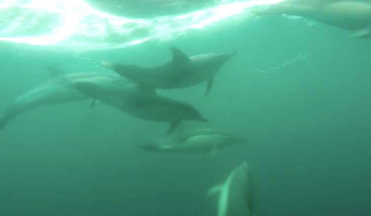 The dolphins filmed underwater, taken by Billy Heaney.