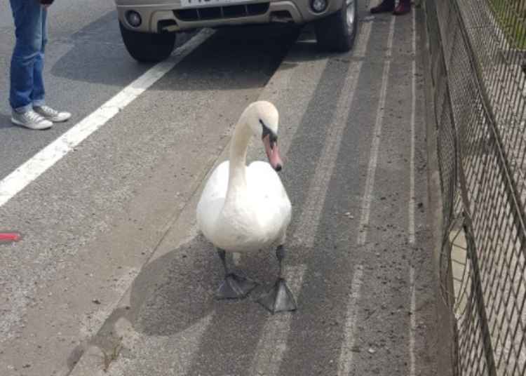 The Swan caught wandering on the A39 on Friday. Photo taken by Justine Russell.