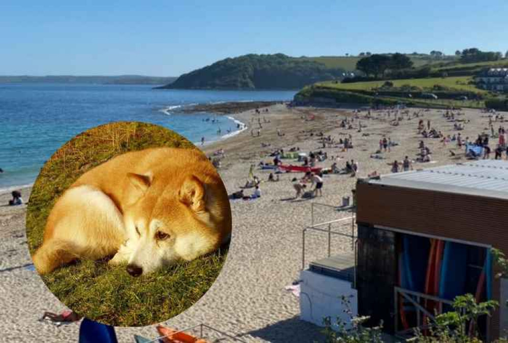 Dogs ban on Gylly Beach.