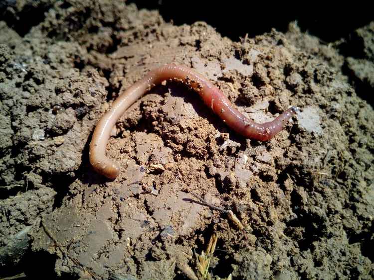 Worm Grunting: The Age-Old Tradition of Charming Worms out of the Ground -  Modern Farmer