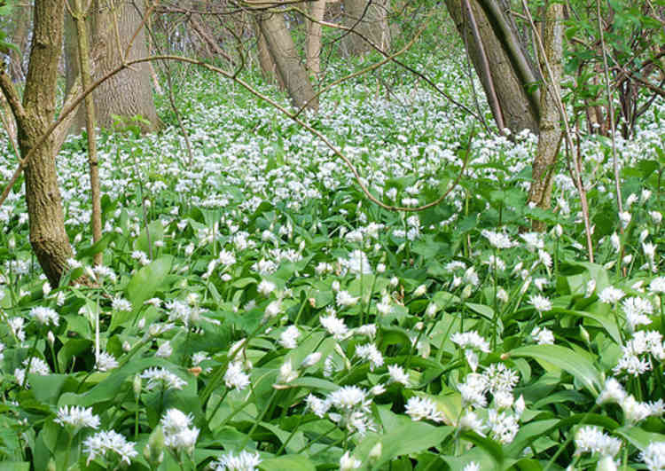 Wild garlic reputedly to ward off evil