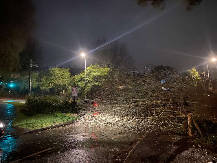 A fallen tree near Dracaena Centre, Grenville Crescent.