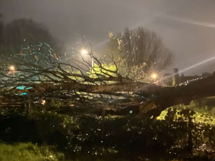 A fallen tree near Dracaena Centre, Grenville Crescent.
