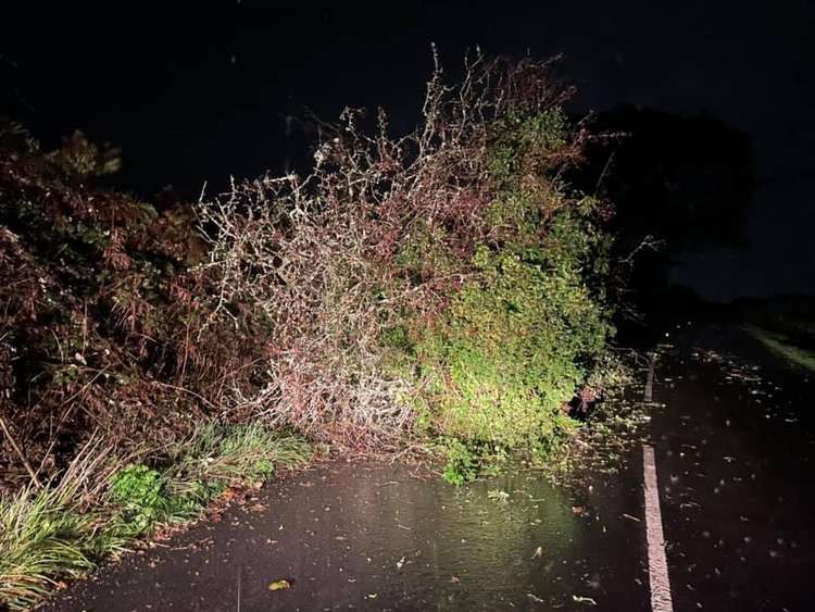 Image of a tree down at Argal. Taken by Rosie Bayfield.