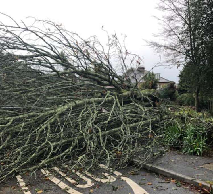 A photo of the tree at Dracaena. Taken by Falmouth Town Council.