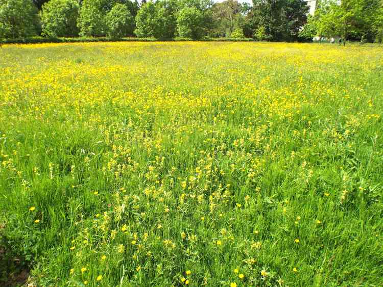 Wild flower meadow