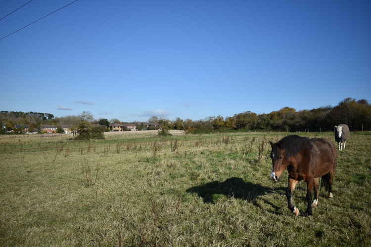 Cosmeston farm, where the Welsh Government wants to build hundreds of new houses (Photo credit: Alex Seabrook)