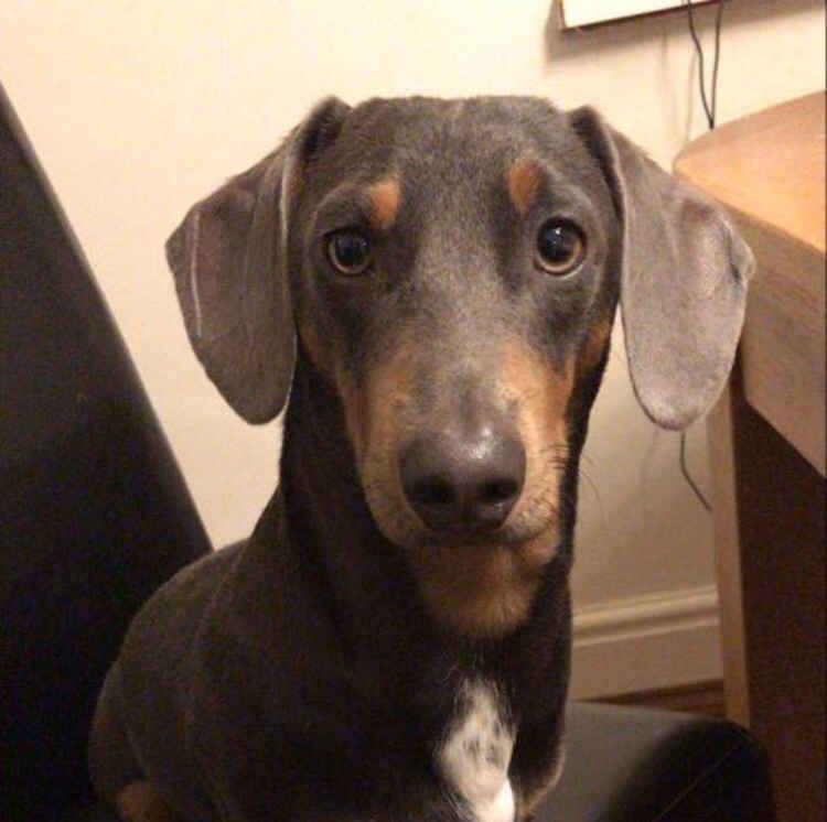 Rocco, an 11-month-old dashchund, suffered an injured leg