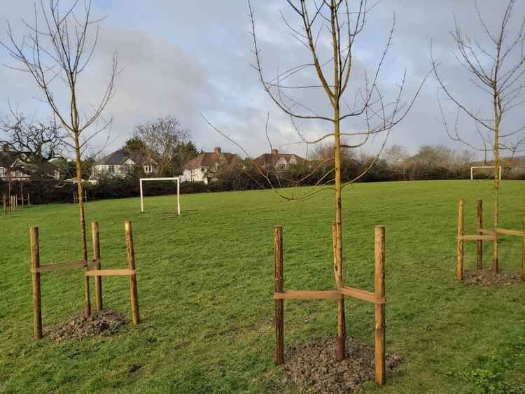 The trees before the damage