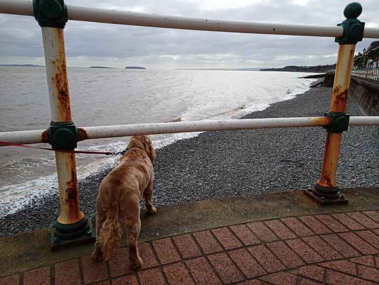 A local springer spaniel pines for the shore