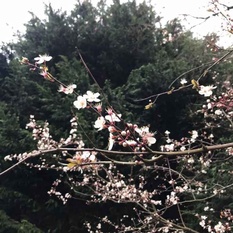 Blossom on Railway Walk (Photo credit: Sally Hughes)