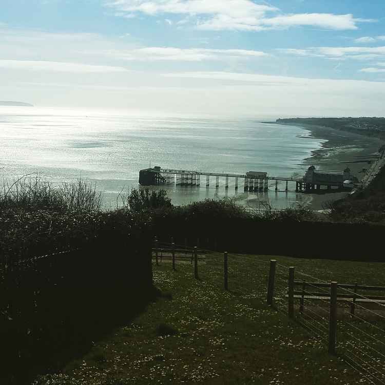 Daisies in bloom in Headlands Park overlooking the Pier (Steph Harris)