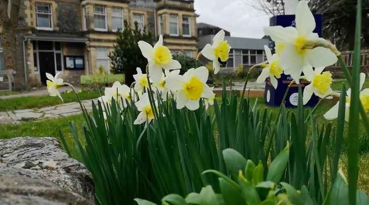 Daffodils swaying in a wind breezing across the West House gardens (Lewis Prosser)