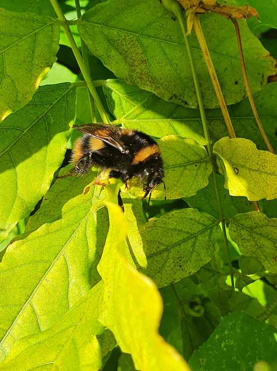 A bee! (Vicky Diamond)