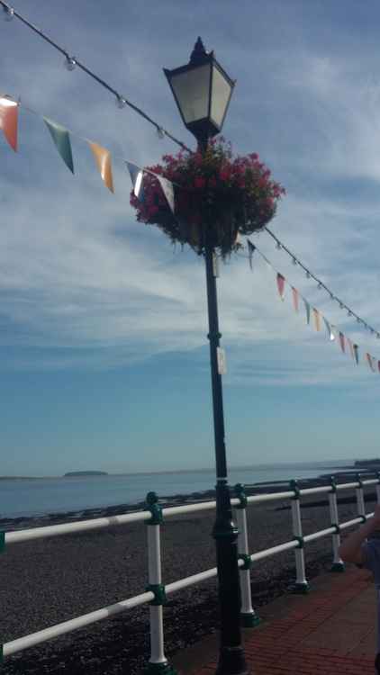 Petals appear on promenade lampposts (Steph Harris)