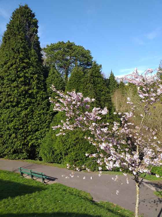 More blossom, this time in Alexandra Park (James Wade)