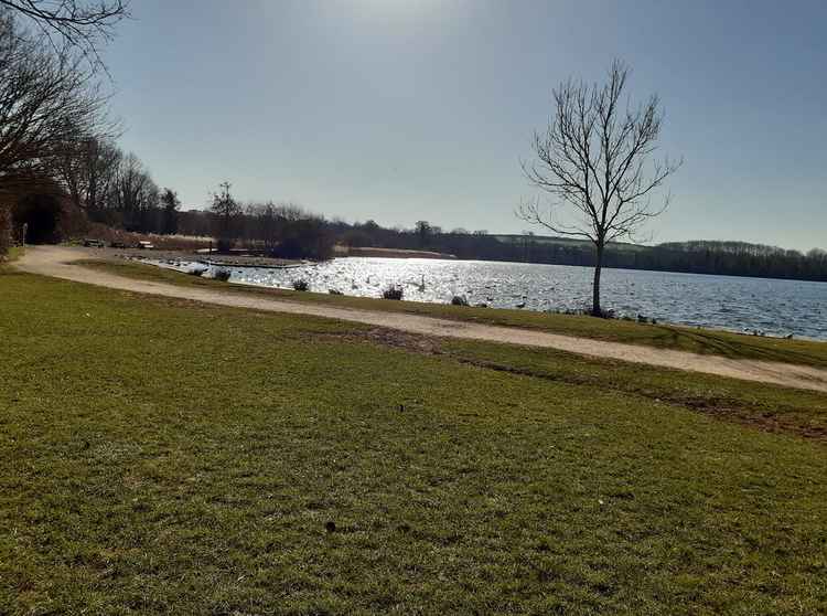 A spring scene with swans from Cosmeston Lakes (Wendy Weston)