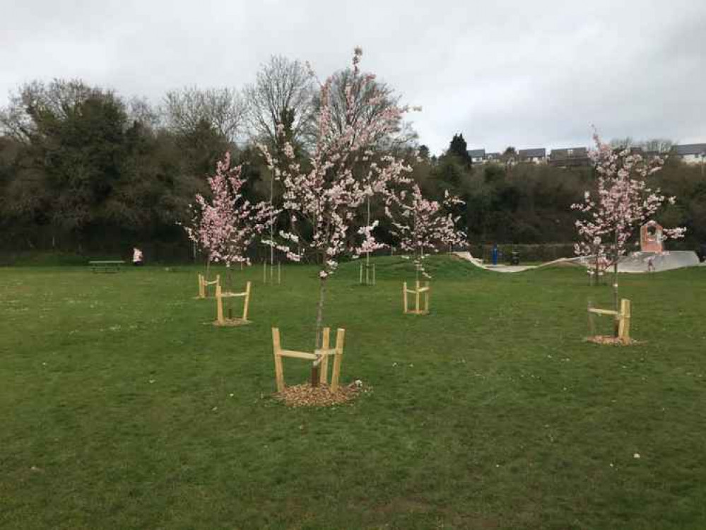 Some of the recently planted trees in the town