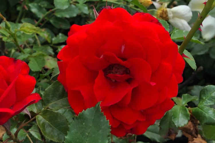 The "Remembrance" rose variety.