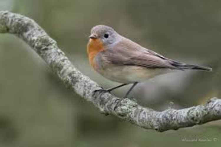 Red breasted flycatcher